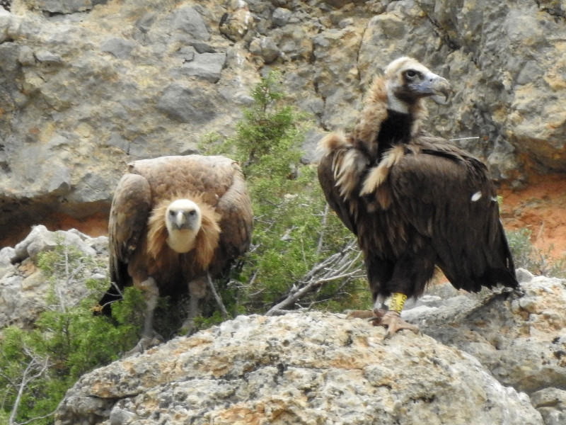 El buitre negro "Modesto", con la antena de su emisor y su anilla visible, en la Reserva de Boumort. Foto: PRBNC.