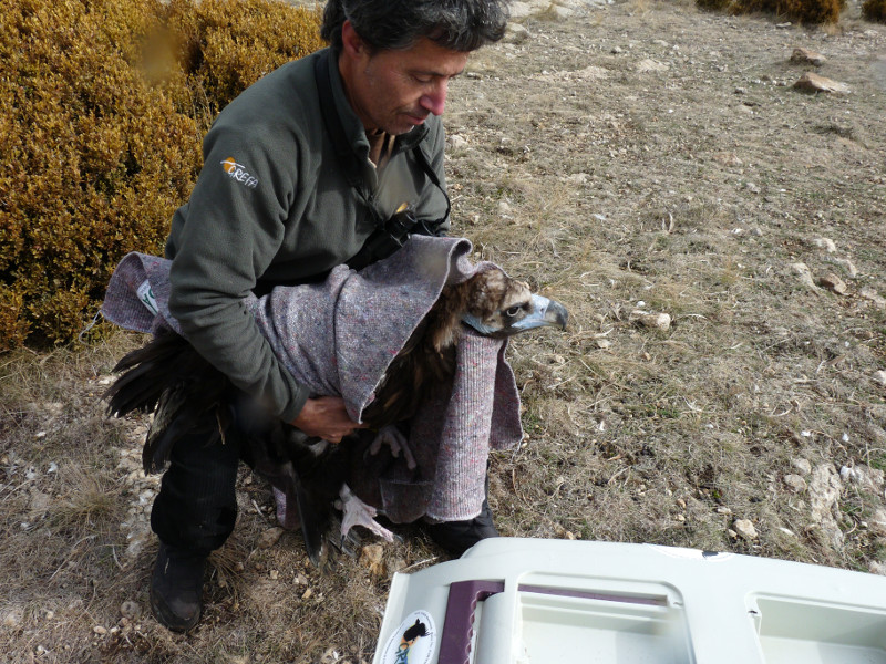 El buitre negro "Modesto", a punto de ser liberado en la Reserva de Boumort en 2011. Foto: PRBNC.