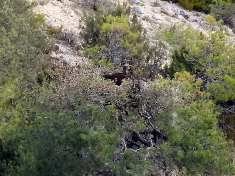 Los buitres negros "Pessonada" y "Oriol" en su nido de la Reserva de Boumort (Lleida) durante la actual temporada de cría. Es una de las ocho parejas de la especie que ha iniciado la incubación en esta colonia prepirenaica. Foto: PRBNC.