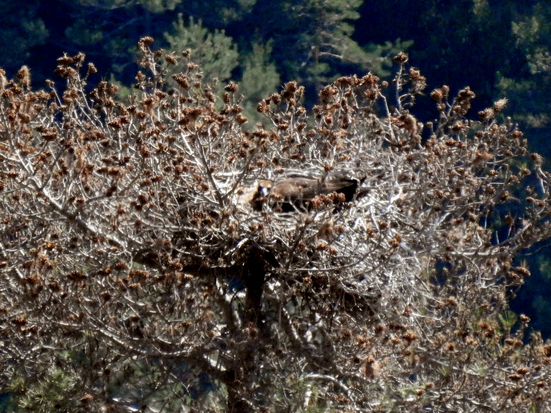 El buitre negro "Foix", que nunca ha logrado criar con éxito, incuba la puesta en su nido de Boumort. Foto: PRBNC.