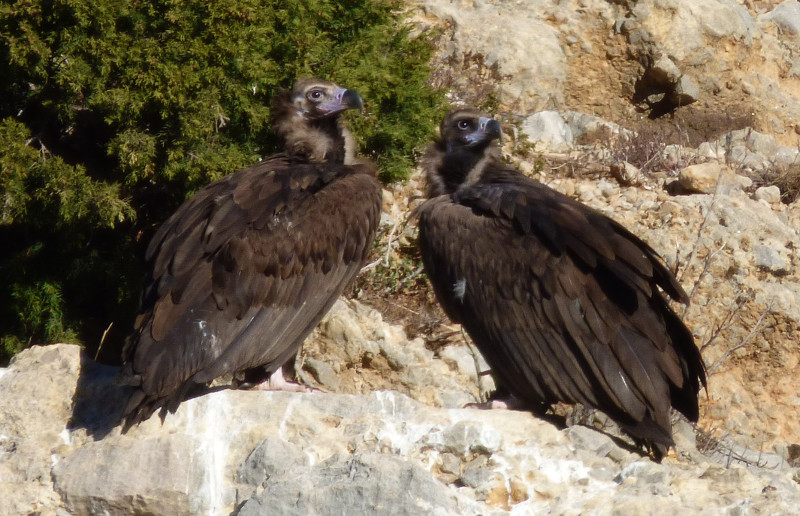 Con ustedes "Ibex" y "Ares", pareja reproductora de Boumort que ya logró sacar un pollo adelante el año pasado. Foto: PRBNC.