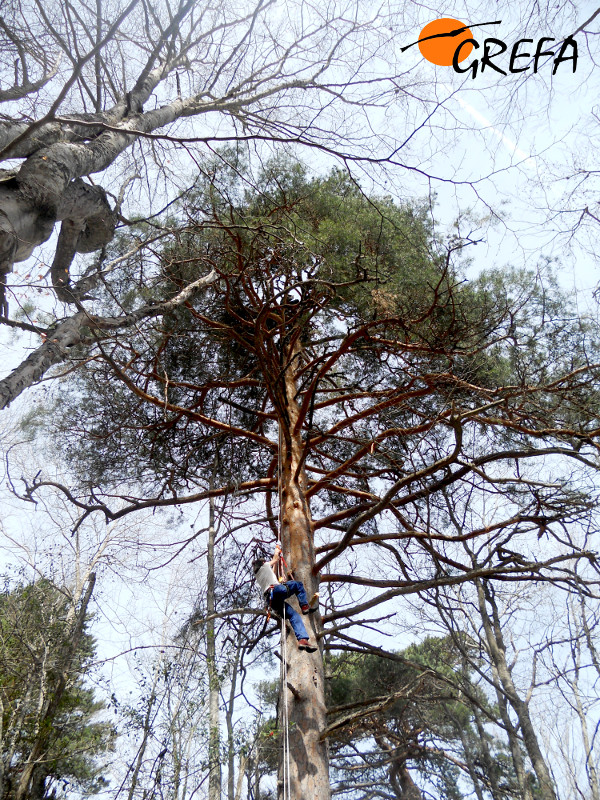 Técnico de GREFA trepa por el tronco de un pino para acceder al nido de buitre negro instalado en Canales de la Sierra.