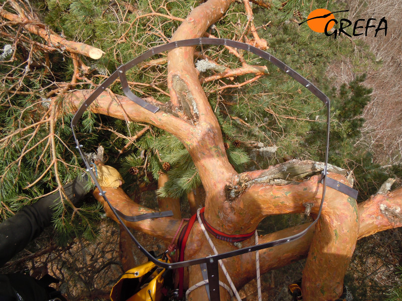 Aspecto del nido artificial de buitre negro una vez concluida su instalación Platinas metálicas destinadas a soportar el nido artificial de buitre negro instalado en Canales de la Sierra.en un pino de Canales de la Sierra.