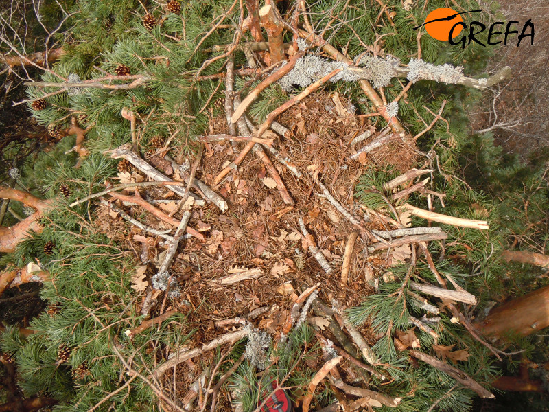 Aspecto del nido artificial de buitre negro una vez concluida su instalación en un pino de Canales de la Sierra.