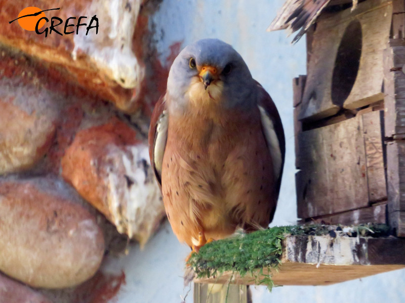 Macho de cernícalo primilla montando guardia en la entrada del nido donde ha aparecido el primer huevo del año.