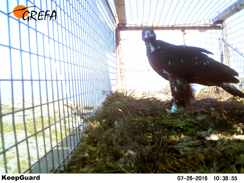 El águila real "Quiroga", en un jaulón de aclimatación instalado en la zona de Galicia donde sería liberada en 2016.