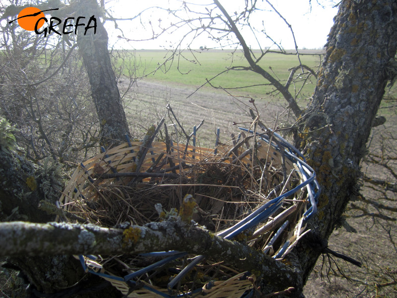 Cesta nido para buho chico en un quejigo existente en los páramos de Villafruela.