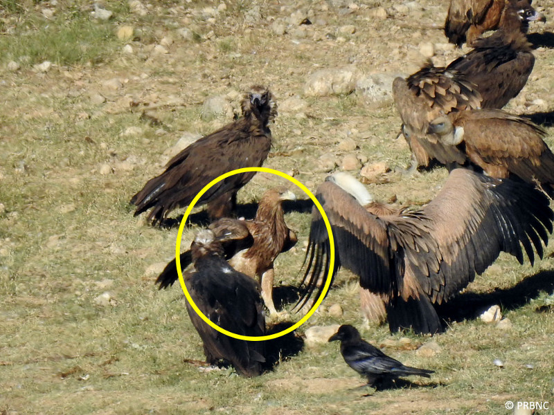 El círculo amarillo indica la localización del águila imperial, dentro de un grupo de aves en el que también hay buitre negro, buitre leonado y cuervo. Foto: PRBNC.