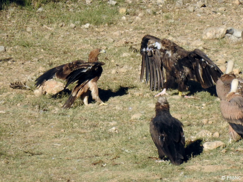 El águila imperial joven y un buitre negro anillado se retan en el PAE de Boumort. Foto: PRBNC.