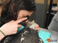 El ojo dañado de "Castro" es examinado por una veterinaria en el hospital de fauna de GREFA.