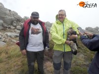 "Castro" es sujetado por Juan José Martínez, jefe de la Sección de Biodiversidad en Ourense de la Xunta de Galicia, en compañía de Alberto Gil, de GREFA. 