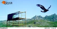 "Trives" echa a volar desde la plataforma de hacking en la Serra do Xurés (Ourense). Imagen de fototrampeo.