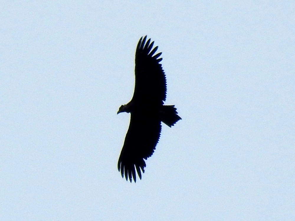 El pollo de buitre negro de "Bruna" y "Corneli" realiza sus primeros vuelos. Foto: PRBNC.