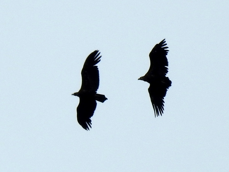 Un buitre negro adulto (a la derecha) expulsa de su territorio al pollo de "Bruna" y "Corneli". Foto: PRBNC.