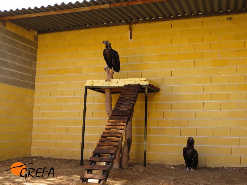 Dos buitres negros estrenan su nueva instalación de cría en cautividad de GREFA.
