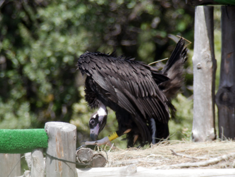 "Orco" en el nido artificial de Boumort, con la anilla en su pata que le identifica y la antena de su emisor visibles. Foto: PRBNC.