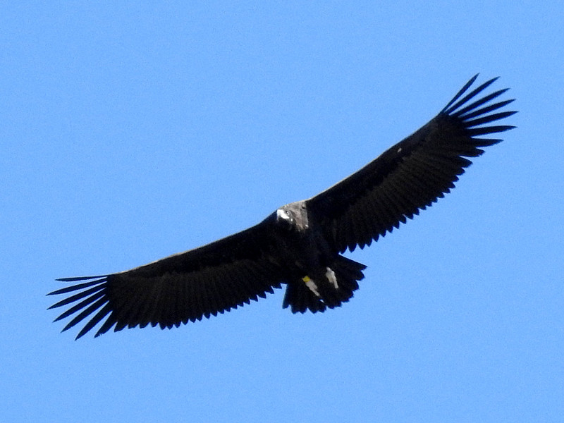 El buitre negro "Peonía" planea bajo el cielo de Boumort (Lleida) en uno de sus primeros vuelos. Foto: PRBNC.