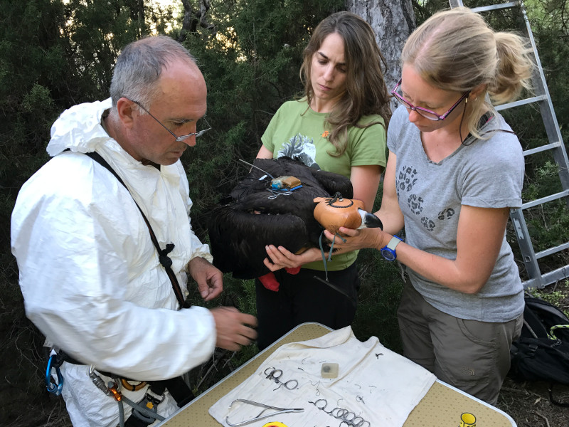 Momento del marcaje con emisor de "Peonía", cuyos padres son "Pessonada" y "Oriol". Foto: PRBNC.