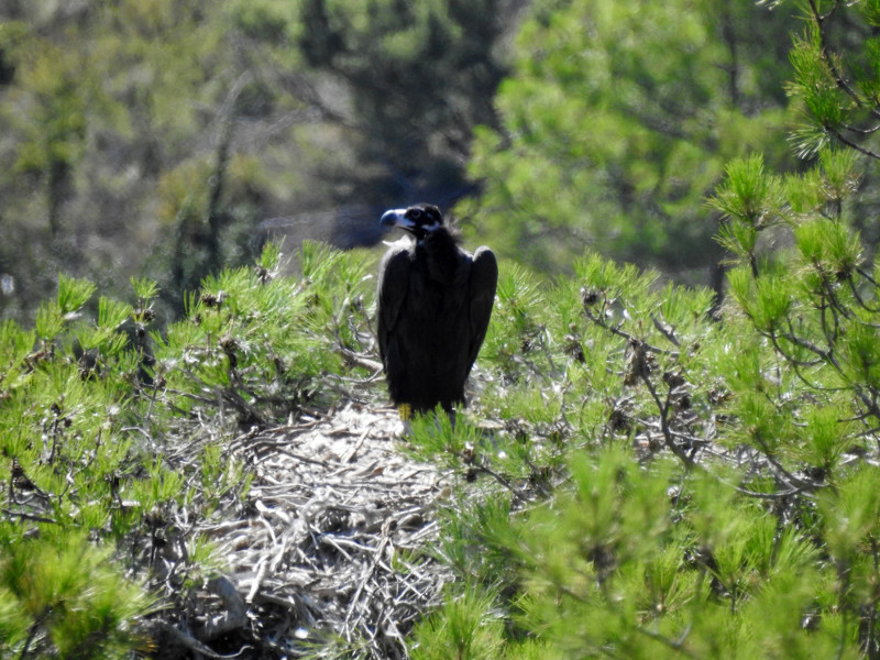El buitre negro "Peonía" en su nido, en los días previos a que echase a volar. Foto: PRBNC.