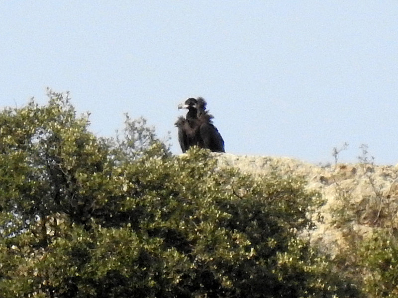 "Peonía" descansa en una roca después de sus primeros vuelos. Foto: PRBNC.