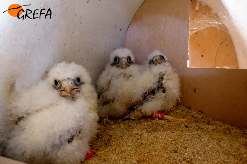 Pollos de 18 días en el momento de su reintroducción