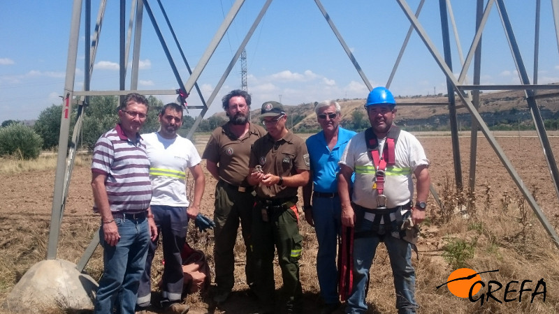 Agentes Forestales de la Comunidad de Madrid y personal de Iberdrola posan con el cernícalo primilla, una vez liberado.