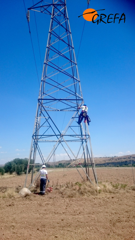 Un operario sube por la torreta del tendido para liberar al cernícalo primilla atrapado.