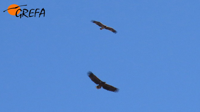 El joven pigargo (abajo) acosado por un damero de águila imperial (arriba), en otra fotografía de Juanjo Iglesias.