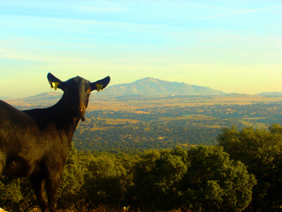 Una de las cabras de Suerte Ampanera, con el monte-isla del cerro de San Pedro al fondo, cercano a Colmenar Viejo (Madrid). Foto: Suerte Ampanera.
