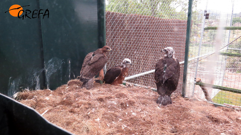 Algunas de las águilas de Bonelli liberadas en 2017 en la Comunidad de Madrid, cuando aún permanecían en el jaulón de aclimatación instalado en la zona de suelta.