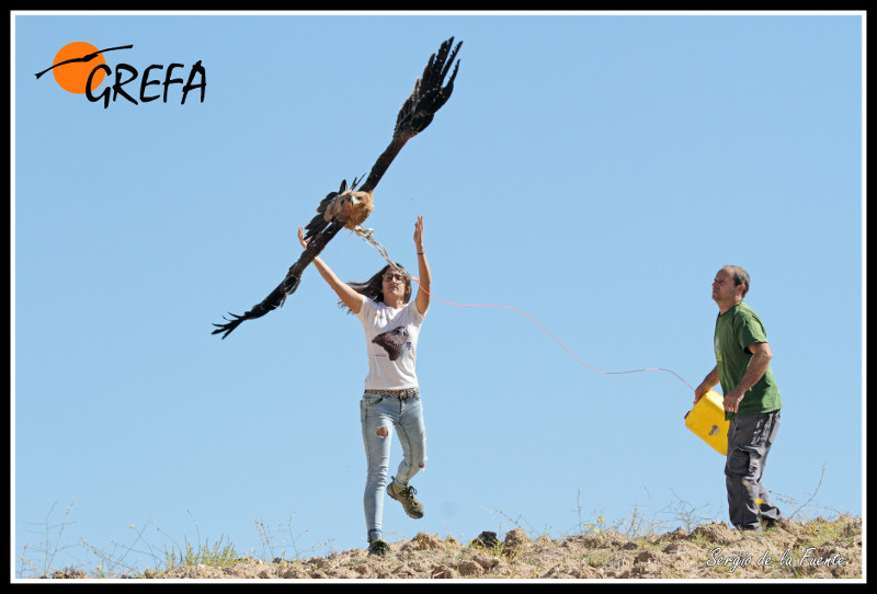 Los rehabilitadores de GREFA llevan a cabo ejercicios de vuelo con "Padmé" para que esté en perfectas condiciones cuando sea liberada.