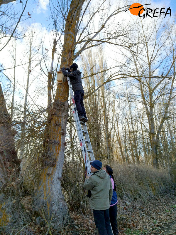 Un voluntario coloca una caja nido para murciélagos en un álamo, en Villafruela.