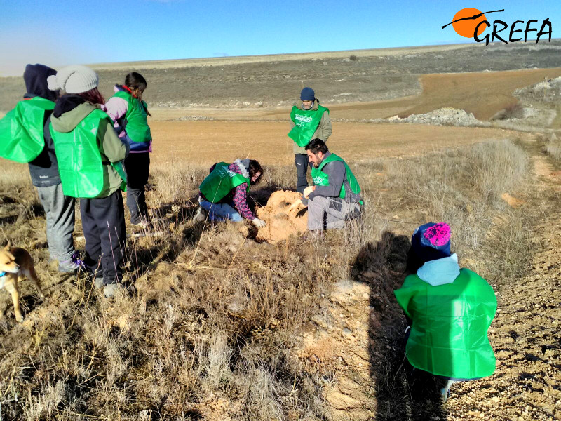 Varios voluntarios reforestan con planta autóctona en el municipio burgalés de Villafruela.