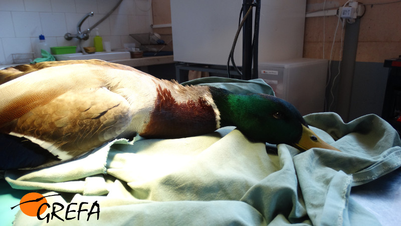 Estado del ánade real en el momento de la exploración veterinaria en la enfermería de GREFA.