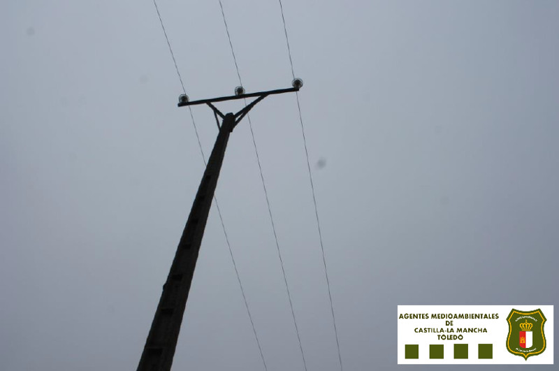 Tramo del tendido eléctrico de Maqueda (Toledo) donde murió "Aulencia". Foto: Agentes Medioambientales de Castilla-La Mancha.