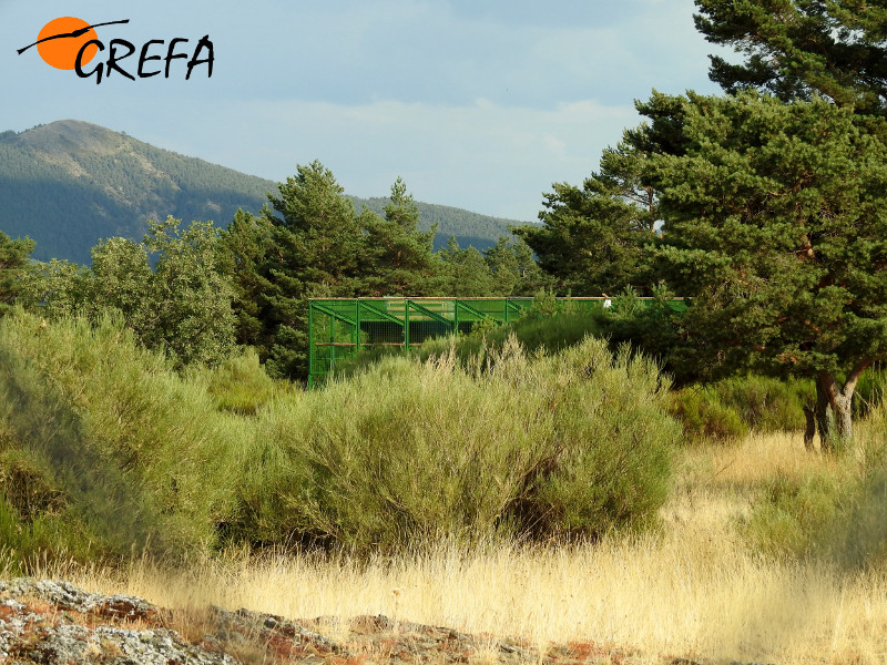 Vista parcial de la instalación de aclimatación de buitre negro de Huerta de Arriba (Burgos), en cuyas proximidades se observan ejemplares procedentes de otras poblaciones (exógenos).