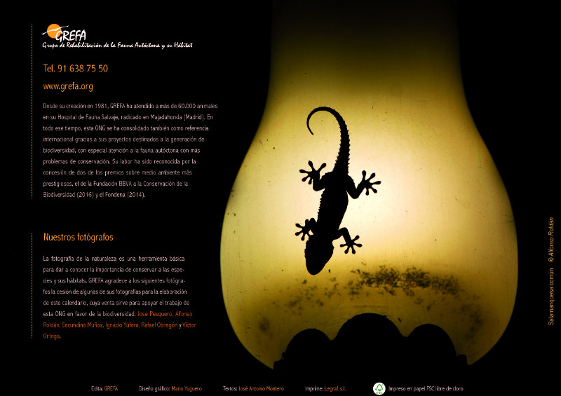 Contraportada del Calendario 2017 de GREFA, con una fotografía de salamanquesa común de Alfonso Roldán.