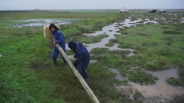 Fotograma del vídeo "Cernícalos y Lechuzas contra veneno"