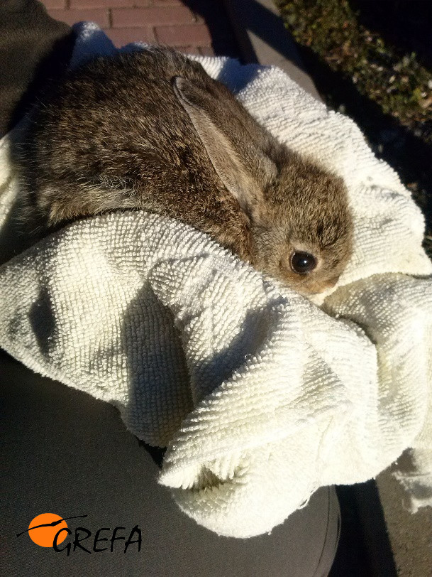 Este gazapo, atendido en la nursería de GREFA, ha sido nuestro primer huérfano de 2017.