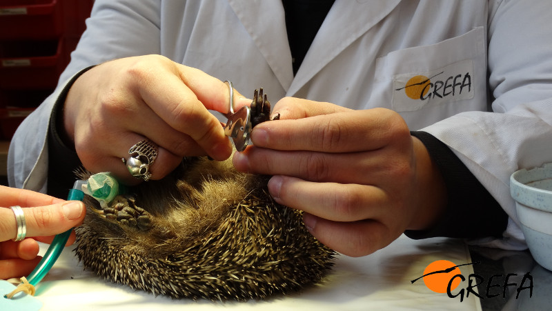Procedemos a recortar las uñas al erizo que ingresó en GREFA, tras ser anestesiado