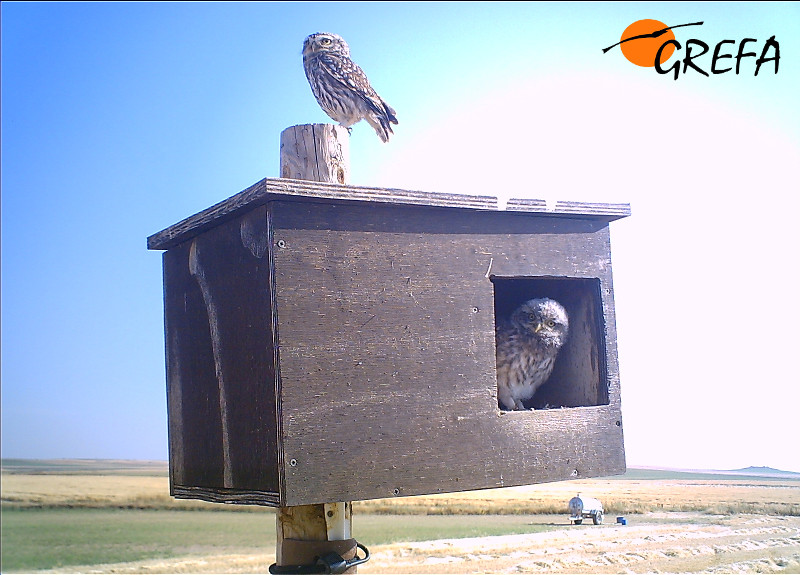 Mochuelos en una caja nido instalada para el control biológico del topillo.