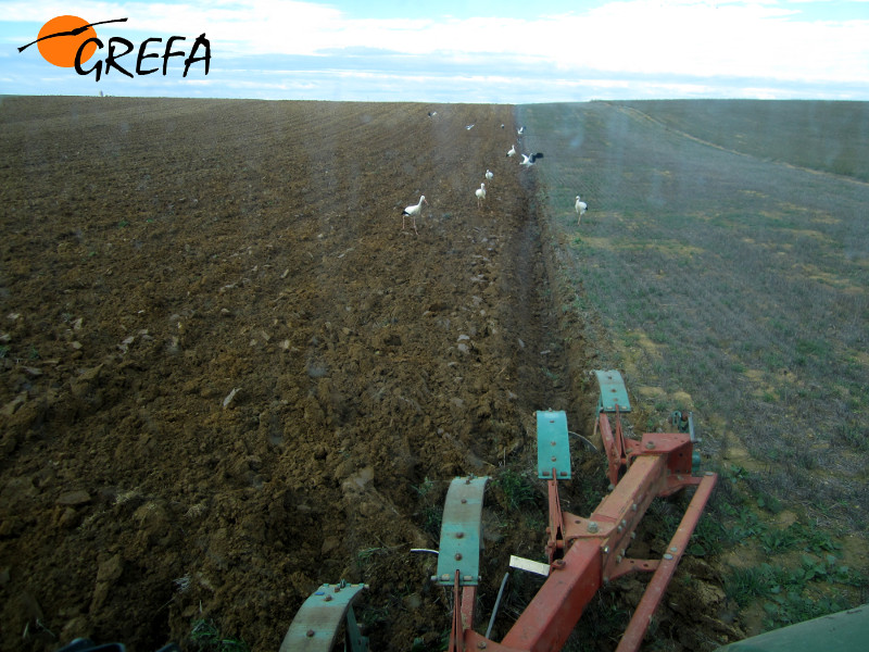 Cigüeñas blancas, grandes aliadas del agricultor, buscan pequeñas presas, entre ellas topillos, en las zonas que se van arando. 