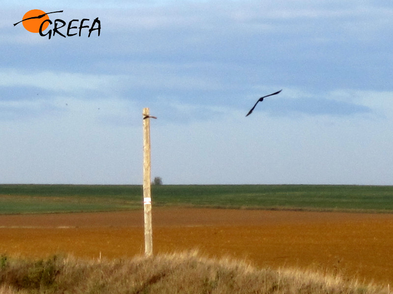 Aguilucho lagunero junto a uno de los posaderos de rapaces instalados en Pozoantiguo (Zamora).