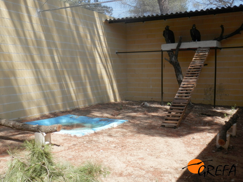 La pareja de buitres negros "Errante" y "Chaparrilla", en una de las instalaciones de nueva construcción.