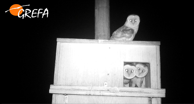 Lechuza común con dos pollos en una caja nido del proyecto de control biológico.