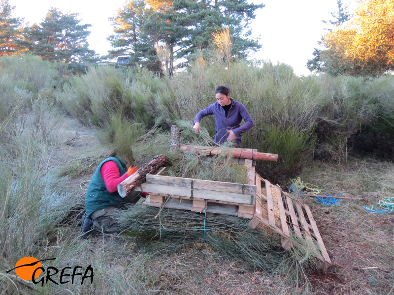 Trabajando duramente para dar los últimos retoques al gran nido.