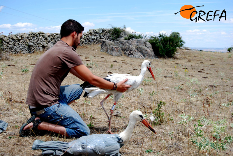 Liberación de una cigüeña blanca por su padrino. Foto: GREFA.