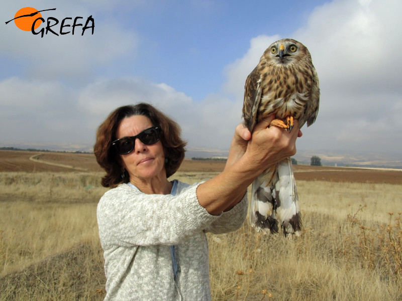 Liberación de un aguilucho pálido por su madrina.