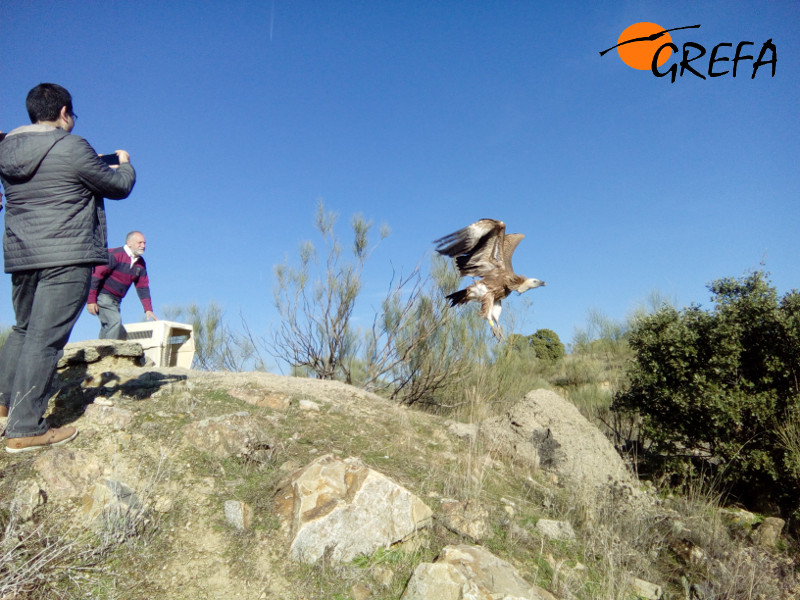 El padre de nuestro padrino Sergio libera al buitre leonado "Urbón".