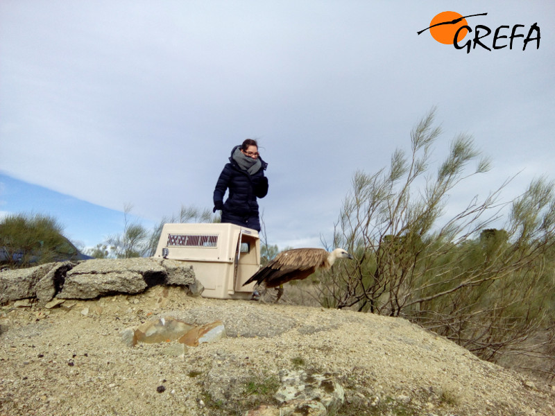 Daniela abre el transportín para que el buitre leonado “Leo” sea libre.